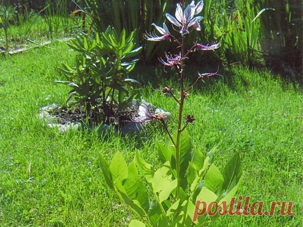 Страшная, но поучительная история, или Как я в своем прекрасном саду взрастила "цветок - ожог"!