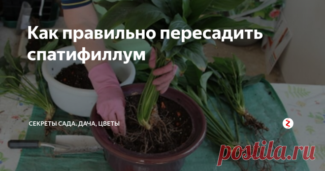 Как правильно пересадить спатифиллум 
Если у вас дома растет спатифиллум, или «женское счастье», вы наверняка оценили его выносливость, неприхотливость и красоту. Но даже самый идеальный и простой в уходе цветок нужно периодически пересаживать, и спатифиллум не исключение.
Когда пора пересаживать?
Взрослый спатифиллум