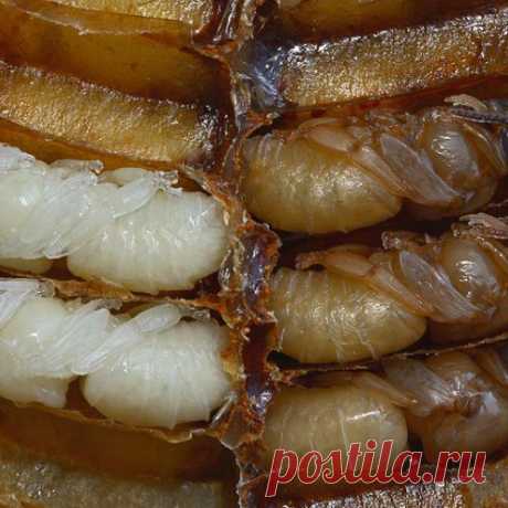 Применение личинок пчел для лечения