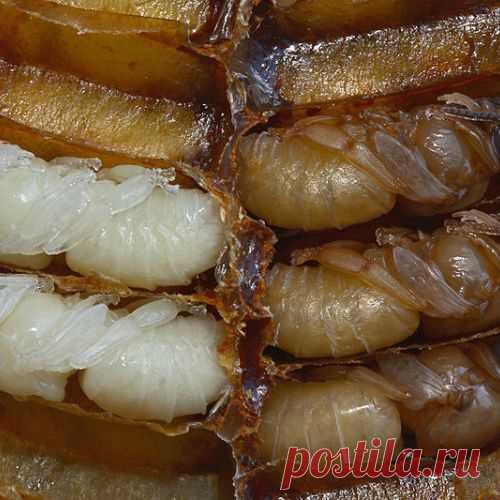 Применение личинок пчел для лечения