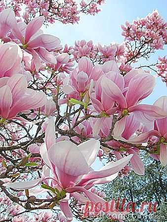 Magnolia | Amazing Pictures - Amazing Pictures, Images, Photography from Travels All Aronud the World