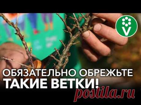 ТРИ ПРИЕМА ДЛЯ КРЫЖОВНИКА ОСЕНЬЮ, КОТОРЫЕ ЗНАЧИТЕЛЬНО УВЕЛИЧАТ УРОЖАЙ!