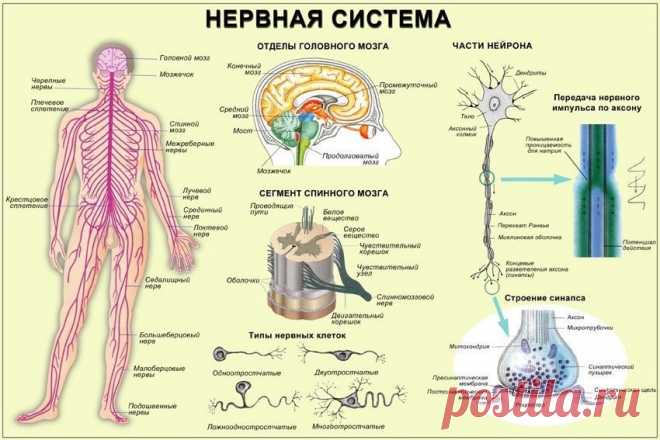 Как укрепить нервную систему? Как укрепить нервную систему? – эффективные средства

Рецепт первый.Для того чтобы приготовить это укрепляющее нервы домашнее средство понадобятся такие ингредиенты: сухоцвет лекарственной ромашки – одна часть, трава сушеницы – три части, пустырник – три части и сухоцвет боярышника – три части. Необходимо заварить одну большую ложку приготовленного сбора полным стаканом кипятка (для приготовления средства используют талую или очищенную воду), ...