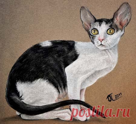 Ушастая кошка пастелью