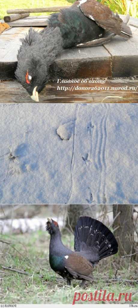 Главное об охоте - Охота на глухаря