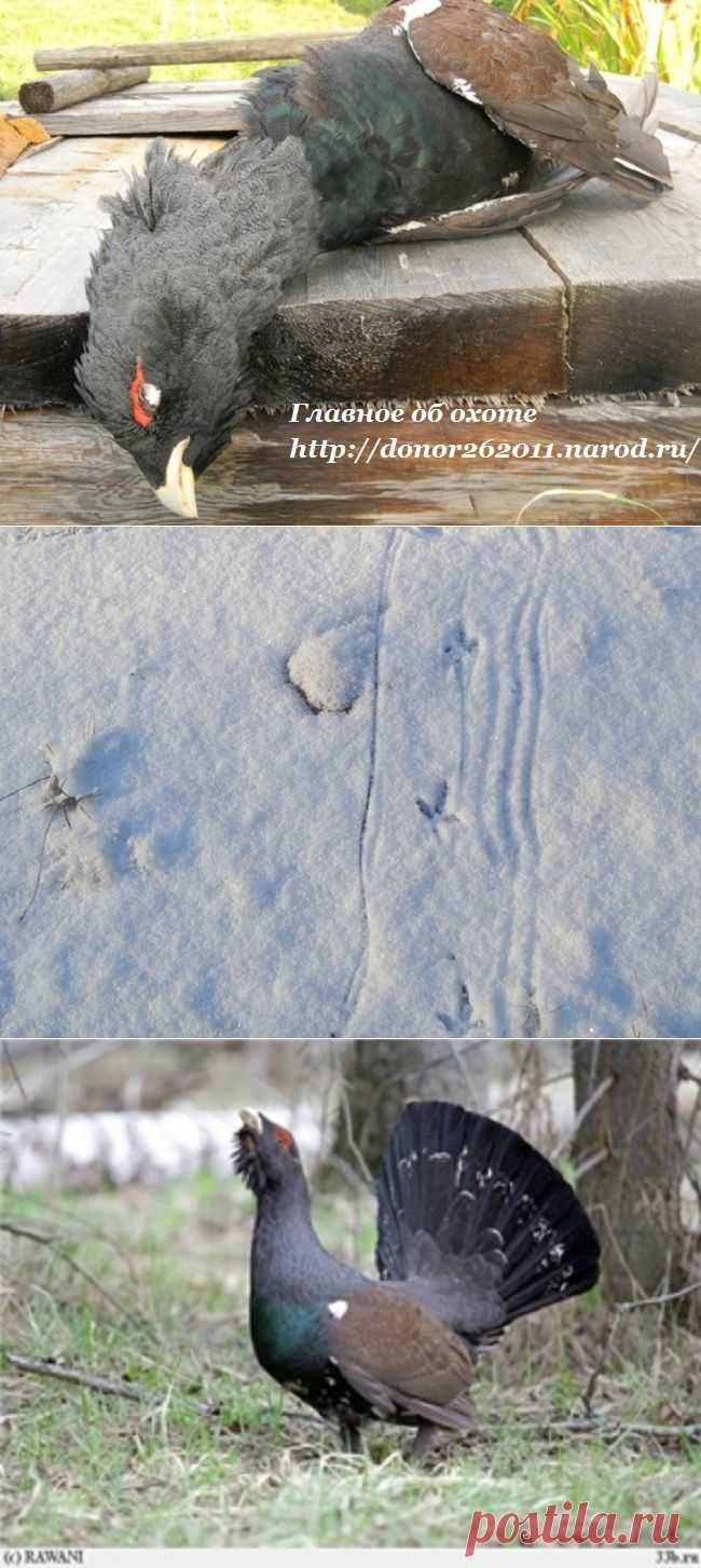 Главное об охоте - Охота на глухаря