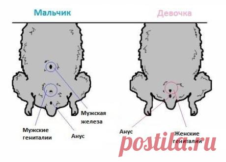 джунгарики маленькие - Поиск в Google