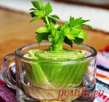 8 овощей, которые можно один раз купить, а потом выращивать снова и снова — Мир Растений