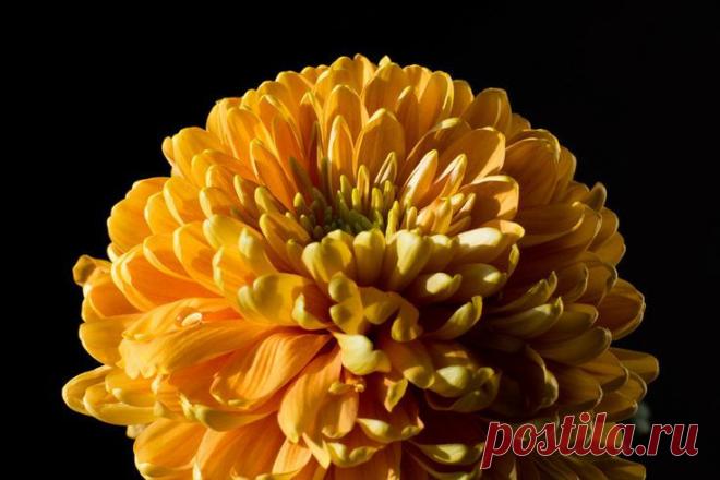 The Chrysanthemum and the droplet by Greg Kirkpatrick on 500px | Rene Basurto Quijada приколол(а) это к доске Flores - Flowers