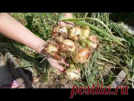 Выращивание лука на репку из севка