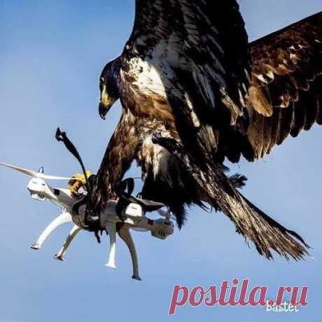 WOA Animal – Google+