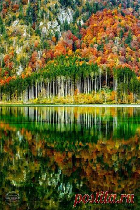Autumn forest by Gerhard Vlcek.﻿