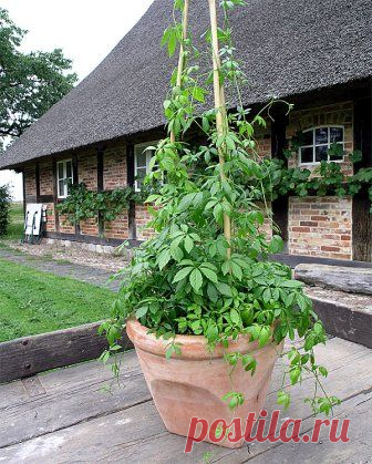 Гиностемма: посадка и уход, применение