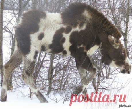 Пегий голубоглазый... лось.