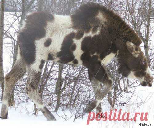 Пегий голубоглазый... лось.