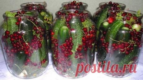 Маринованные огурцы в банке с красной смородиной 
Огурцы получаются очень пикантные и хрустящие. И очень вкусна маринованная смородина, такая неожиданная в банке с огурцами. Самое главное, это способ консервирования огурцов без уксуса – его заменит красная смородина. Ингредиенты:
Огурцы — 600 грамм. Чеснок — 2 зубчика. Лук репчатый — 1 штука. Смородина красная — 1,5 стакана. Перец черный горошек — 3 штуки. Гвоздика — 3 штуки. Для рассола:
Вода — 1 литр. Сахар — 1 ст. л. Соль — 2,5 ст. л.
Про