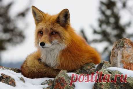 Красивые фотографии животных (90 фото) - Фишки.нет