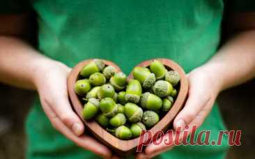 ЖЕЛУДИ— народные рецепты лечения диабета — Journal women❜s