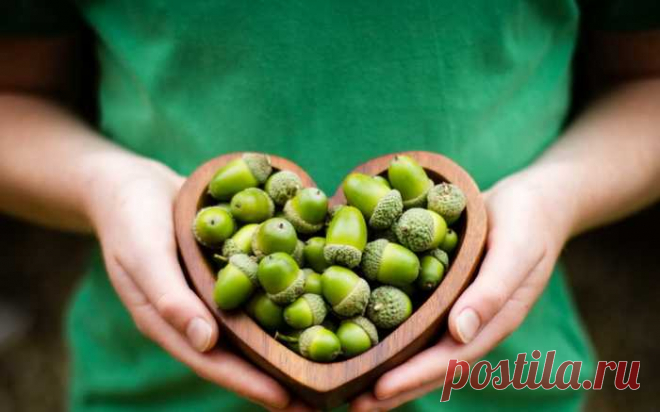 ЖЕЛУДИ— народные рецепты лечения диабета — Journal women❜s