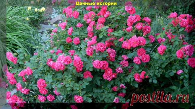 ТОП 10 сортов канадских роз, которые совсем не боятся холодов: розы морозостойкости которых можно только позавидовать | Дачные истории | Дзен