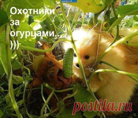 ТОП_ Ленивых и быстрых рецептов!.Пальчики оближешь! Вкуснотища необыкновенная! Все секреты приготовления! только в нашем официальном источникe по ссылке: ►►►  io.ua/www.php?w=https://exchefpova.blogspot.com/2015/05/blog-post_4.html .Приятного аппетитa, надеюсь, вам понравится!