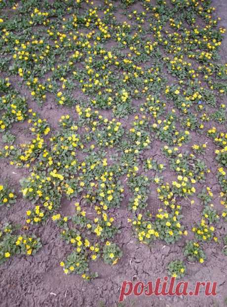 Природа Весна Nature Spring Flowers Nature Spring Flowers
