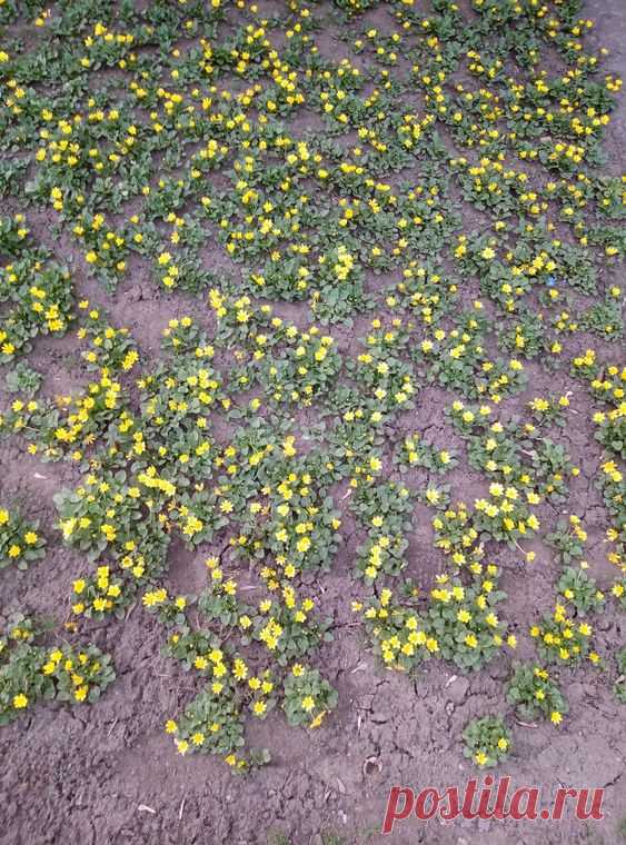 Природа Весна Nature Spring Flowers Nature Spring Flowers