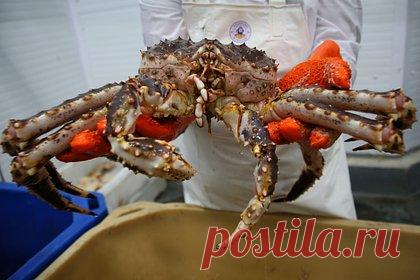 Санкции и изношенное оборудование ударили по российской отрасли. Компании, занимающиеся добычей крабов в России, оказались в сложной ситуации из-за западных санкций, а также изношенной инфраструктуры пограничного перехода Краскино, мешающей экспорту в КНР. Из-за проблем с оборудованием пункта у него выстраиваются очереди из грузовиков, а стоимость товара падает за сутки в два раза.