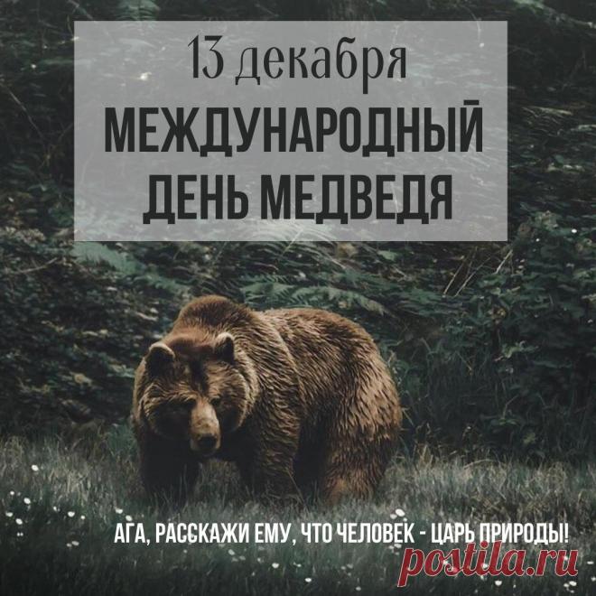 С Днём медведя! Пусть твоя жизнь будет такой же мощной и величественной, как этот символ нашей страны. Желаю тебе находить уют и тепло в любой ситуации, как медведь в берлоге. Открытки на День медведя!