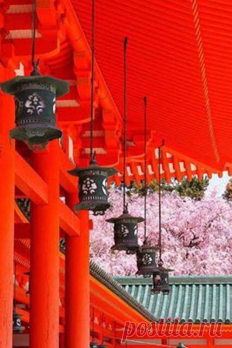 Cherry blossoms in Heian Shrine in Kyoto, Japan, 平安神宮Facebook