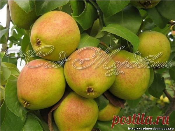 Груша Чусовая - Сорта груши - Сорта плодово-ягодных культур - Сайт о садоводстве