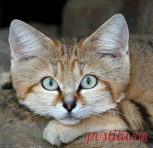 Пушистый обитатель пустыни