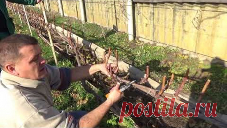 Короткая обрезка винограда на рожки