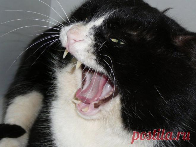 встречные коты / Поиск по тегам / CATFOTO.COM фотографии кошек и котят, дикие кошки, блоги любителей кошек