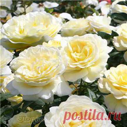 Роза Стокгольм (Stockholm) - флорибунда - фото, описание сорта