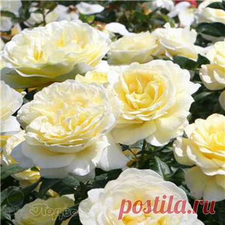 Роза Стокгольм (Stockholm) - флорибунда - фото, описание сорта