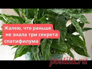 Спатифиллум Погибает? Вот 3 Способа Его Спасти! 💦☀️