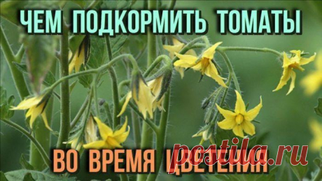 Подкормки помидор во время цветения Подкормка помидор во время цветения очень важна. Существует несколько способов ее проведения и довольно много различных средств для этой цели. Эта статья поможет разобраться в этом вопросе и выбрать н...