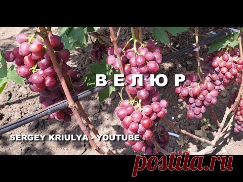 Виноград Велюр. Плодоношение привитого куста и саженцев второго года развития
