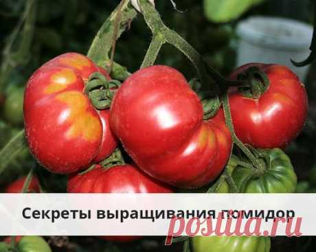 Недавно садовод Валентина Прушина дала интервью, в котором она поделилась полезными секретами выращивания помидоров. В интервью Валентина раскрыла способы борьбы с фитофторозом помидор  и как забыть о болезнях томатов. Подробности интервью читайте в этом блоге:  https://agrosovet.info/?utm_source=agrosovet_18.12&amp;utm_campaign=agrosovet_18.12&amp;utm_content=agrosovet_18.12