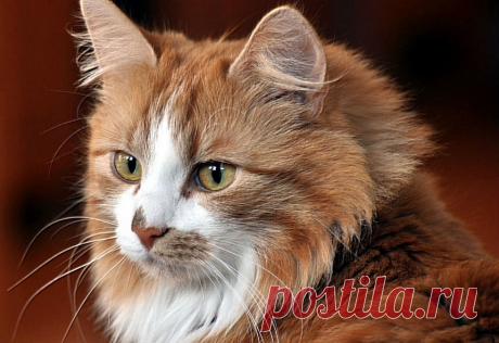 Здесь живет семейство кошек