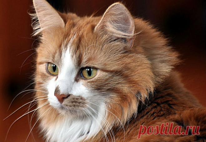 Здесь живет семейство кошек