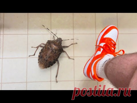 Никогда не Наступайте на этого Жука - YouTube