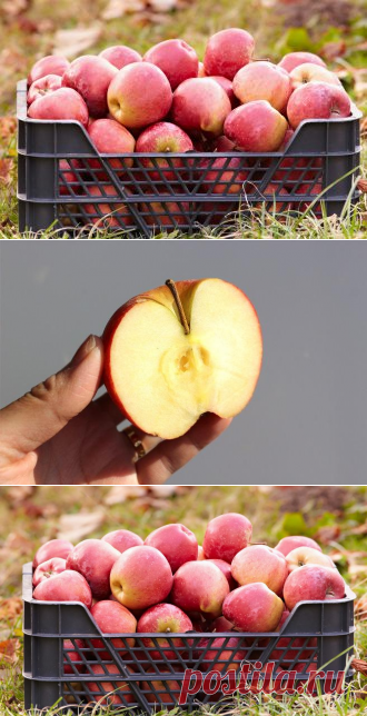 Яблоки – правильная уборка и закладка на хранение | В саду (Огород.ru)