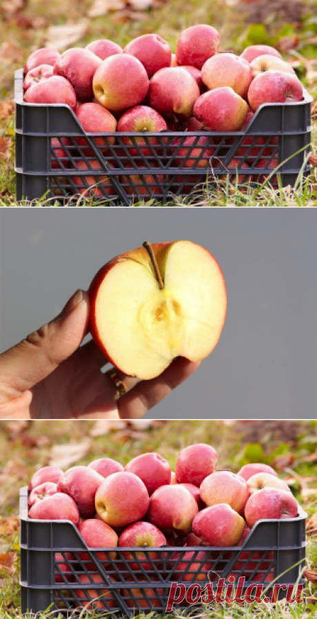 Яблоки – правильная уборка и закладка на хранение | В саду (Огород.ru)