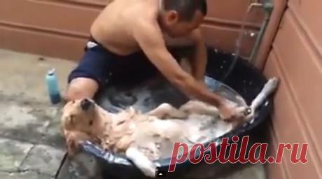 Уморительное видео: собачка блаженствует и наслаждается СПА-процедурами | Вокруг света | Среда обитания