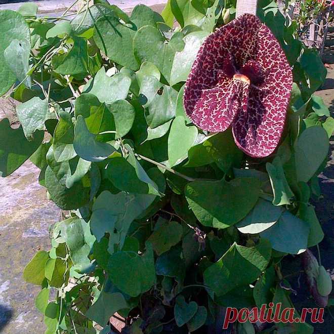 Комнатное растение Аристолохия (Aristolochia). Вечнозеленая красивая лиана родом из Бразилии, используемая для вертикального озеленения. Длинные побеги нуждаются в дополнительной опоре. Культивируют в хорошо освещенных теплых помещениях при равномерном увлажнении в течение всего года. Цветет с июня по октябрь. Цветки в виде трубки или кувшинчика - приспособление для опыления мухами. Для их привлечения отгиб венчика имеет грязно-красный цвет, напоминающий мясо.