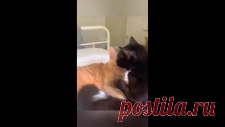 В этой жизни главное найти родную душу