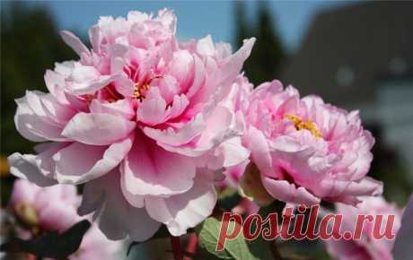 ПИОНЫ-НЕВЫНОСИМОЙ НЕЖНОСТИ СВЕЧЕНЬЕ.. | Самоцветик