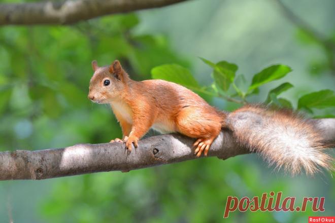 Фото: Белка. Фотограф Константин Анисимов. Фото животных - Фотосайт Расфокус.ру